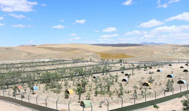 Aksaray’da sahipsiz hayvanlar yeni yuvalarına kavuştu