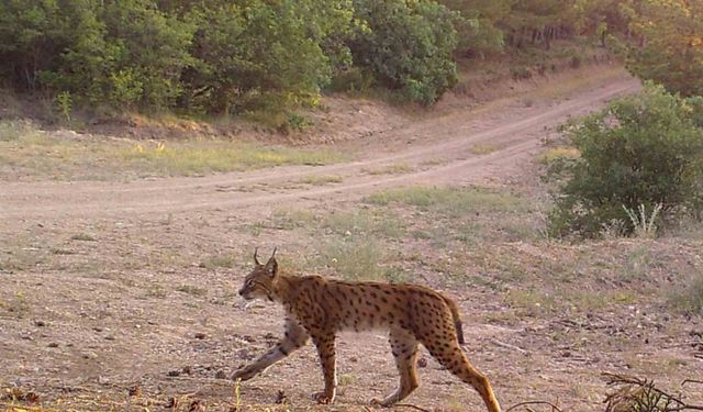 Anadolu bozkırı ve ormanlarında yaban hayatının izleri takip ediliyor