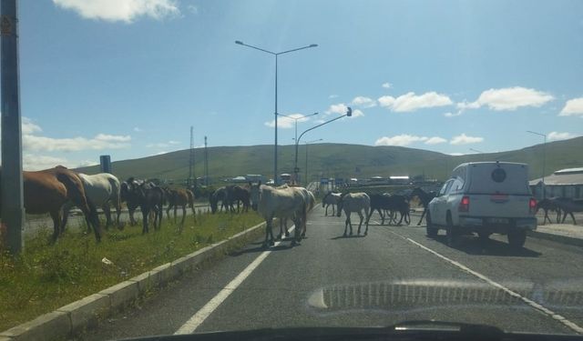 Ardahan’da başıboş atlar trafikte tehlike saçıyor