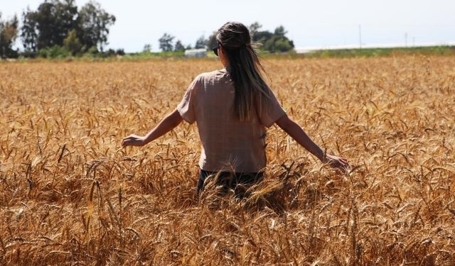 Aydıntepe’de termometreler 37 dereceyi gösterdi