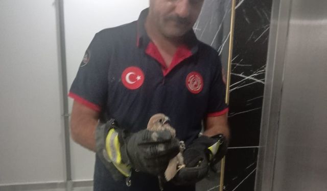 Balkon korkuluğuna sıkışan atmaca itfaiye ekiplerince kurtarıldı