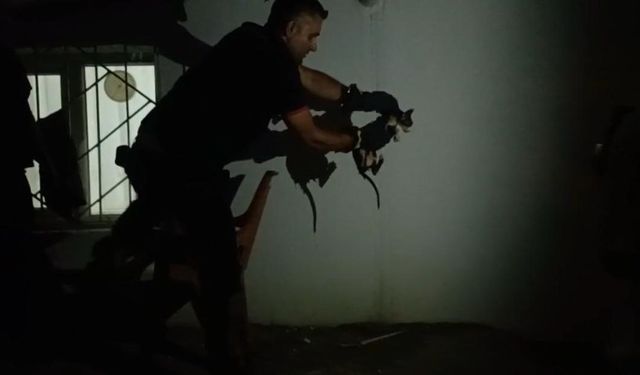 Batman’da lavabo borusuna sıkışan kediyi itfaiye kurtardı