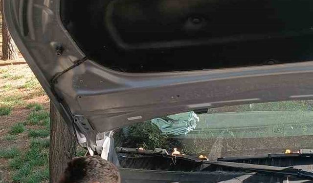 Batman’da otomobilin motoruna sıkışan kediyi itfaiye kurtardı