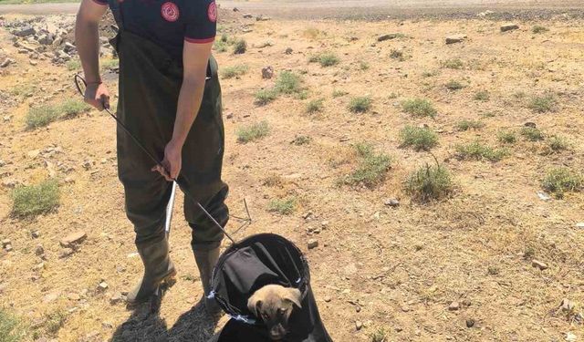 Batman’da su kanalına düşen yavru köpek kurtarıldı