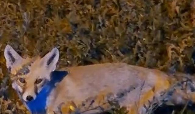 Bayburtlu vatandaşın ürkek tilkiyle imtihanı: Aç tilkinin karnını uzun uğraşlar sonunda doyurdu