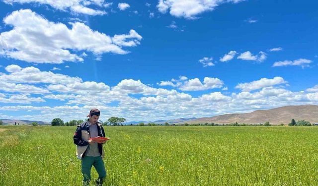 Bayburt’ta yem bitkileri ekim alanı tespit çalışmaları devam ediyor