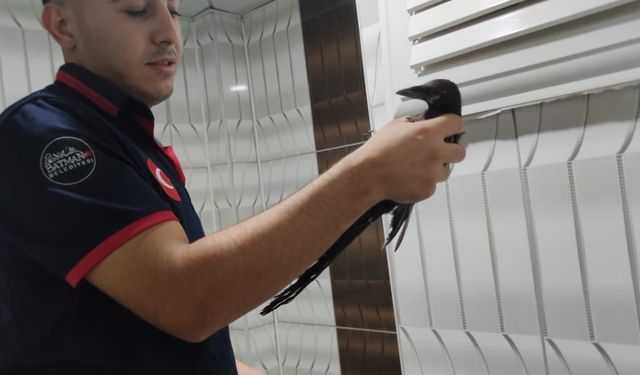 Binanın havalandırma boşluğunda mahsur kalan karga kurtarıldı