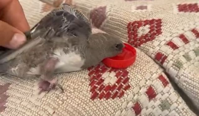 Elazığ’da atmaca sandığı ebabile su veren esnafın heyecanı gülümsetti
