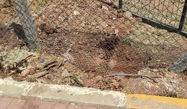 Harran Üniversitesinde başıboş köpekler koruma altındaki ceylanları parçaladı