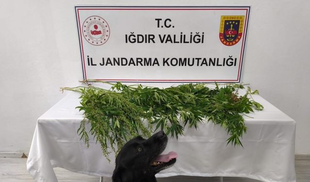 Iğdır’da jandarmadan uyuşturucu operasyonu: 1 tutuklama