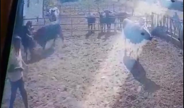 Isparta’da beslediği boğanın saldırısına uğrayan adam ağır yaralandı