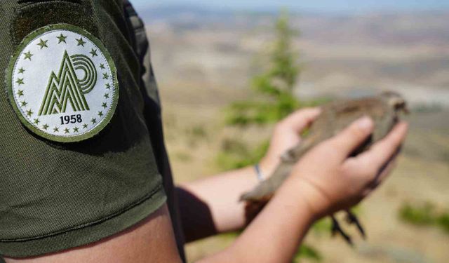 Kene avcısı keklikler doğaya salındı