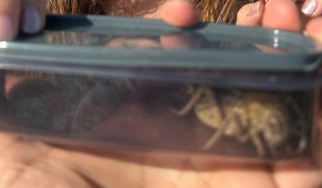 Kırşehir’de ’yamyam tombul çekirge’ görüldü