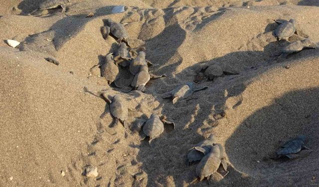 Mersin sahillerinde deniz kaplumbağalarının ilk yavruları Akdeniz’le buluştu