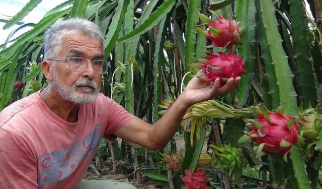 Mersin’de pitaya bahçelerinde hasat başladı