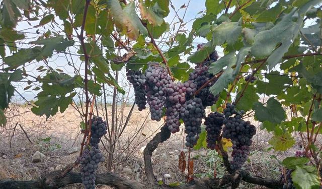 Osmancık karası üzümü, Türkiye Tohum Gen Bankasına kaydedildi