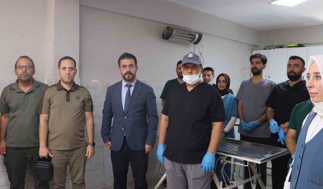 Şanlıurfa’da sokak hayvanları için doğal yaşam alanı ve kısırlaştırma seferberliği başlıyor