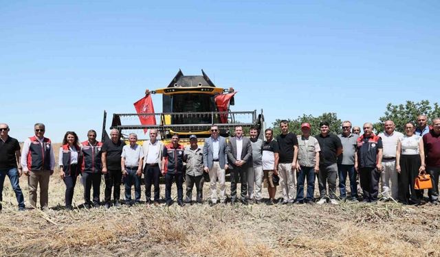 Silivri’de konala ve buğday hasadı başladı