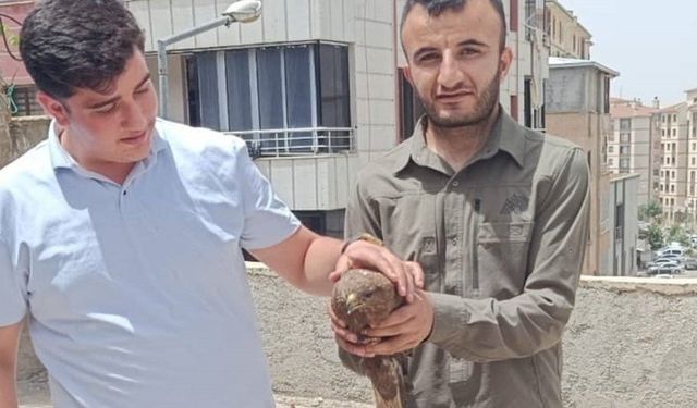 Şırnak’ta yaralı şahinler tedavi altına alındı