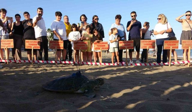 Uydu cihazı takılan kaplumbağa ’Soli’ denize bırakıldı