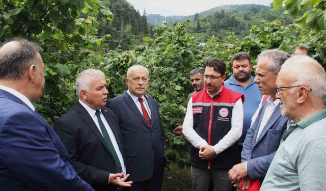 Vali bile bahçeye inmeyen fındık üreticisine sitem etti