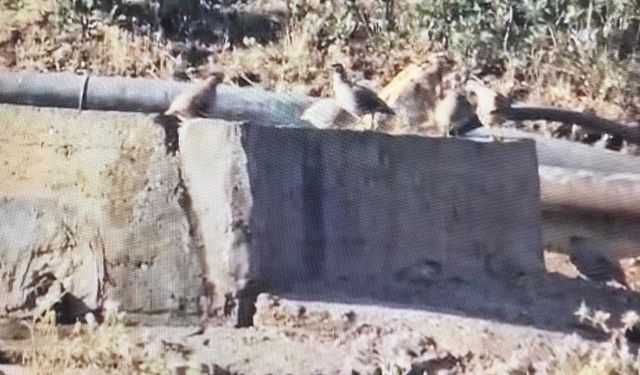 Yaban hayvanlarına can suyu