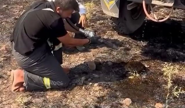 Yangından etkilenen kirpiye elleriyle su verdiler