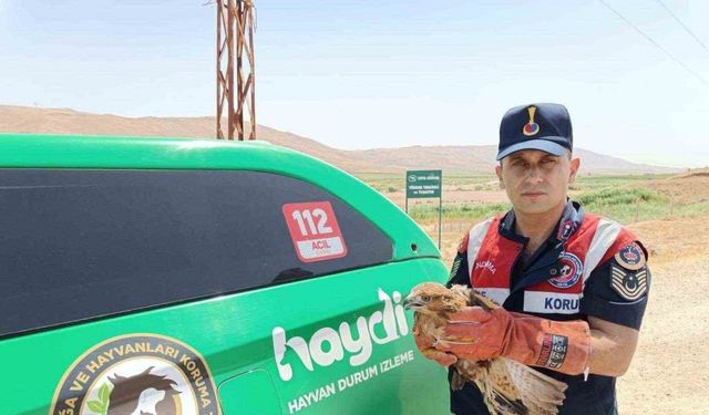 Yaralı şahin koruma altına alındı