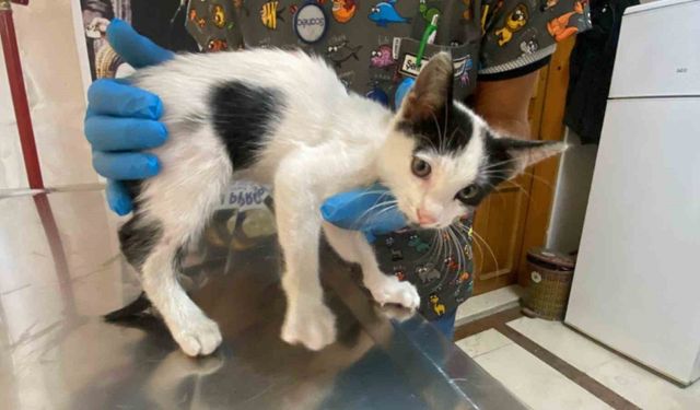 Yavru kedi ölümden döndü: Veteriner hekimden önemli uyarı