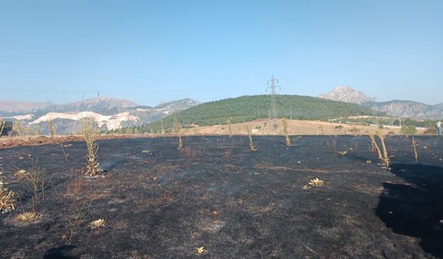 Yüksek gerilim hattına çarpan karga, 2 dönüm alanı kül etti