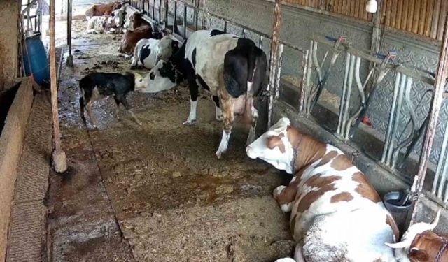 Zincirli anne ile yeni doğan buzağının kavuşma mücadelesi