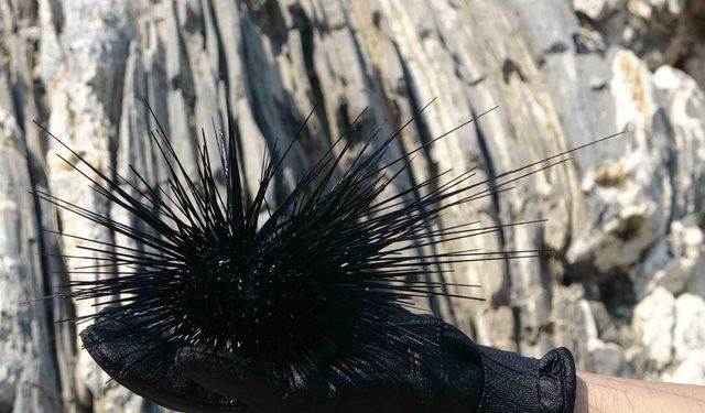 Akdeniz’de bir dönem korku salmıştı, zehirli istilacı tür yok olmaya başladı