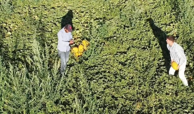 Aksaray’ın kavun ve karpuzu lezzetiyle ilgi görüyor
