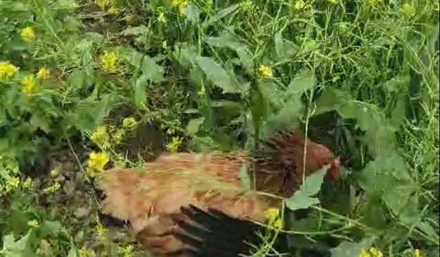Anne tavuk aslan kesildi: Kargayı gaga darbeleriyle yaralayıp yavrularına kalkan oldu