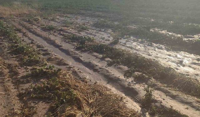 Beypazarı’nda sağanak yağış tarlalara zarar verdi