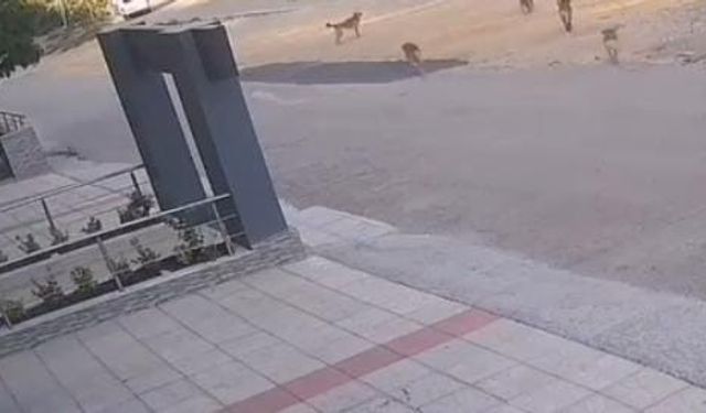 Bursa’da köpek saldırısından son anda kurtuldular