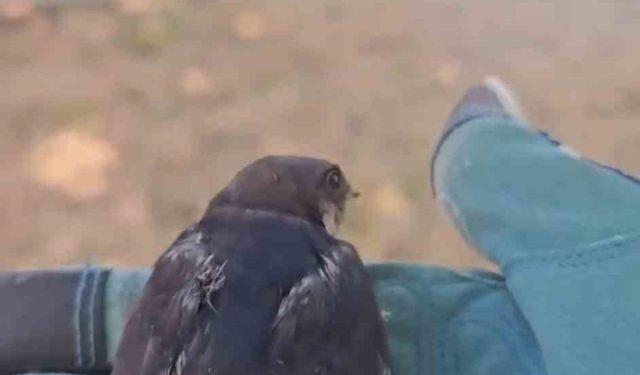 Çanakkale’de tedavisi tamamlanan yavru kırlangıçlar doğaya salındı