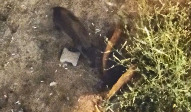 Domuzlar yazlıkların bahçesinde yiyecek aradı