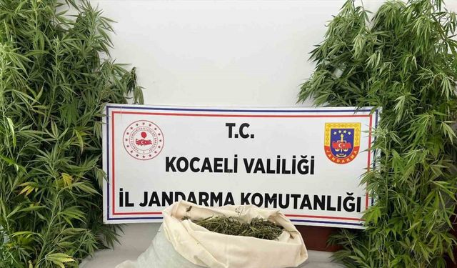 Evini uyuşturucu serasına çevirdi