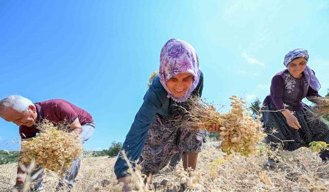 Gülnar’da atalık tohum desteğiyle üretilen nohutlar hasat edildi