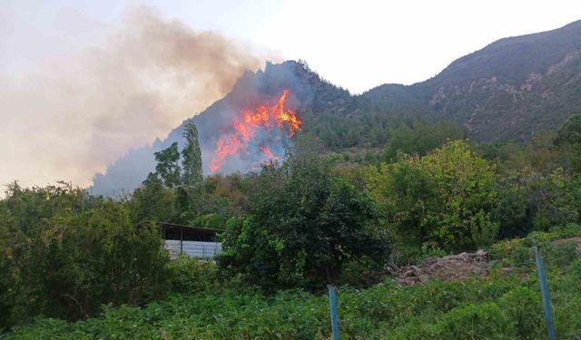 Hatay’da orman yangını