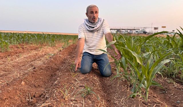 İki tohum arasındaki büyüme farkı çiftçiyi kızdırdı