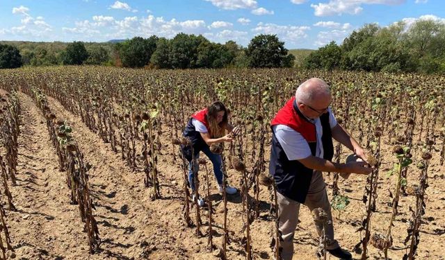 Kırklareli’nde ayçiçeği verim tespit çalışmaları