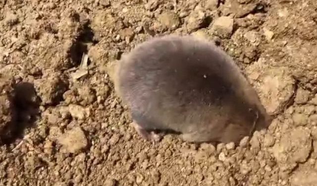 Tunceli’de yuva yapmak için kazı yapan köstebek kameraya yansıdı