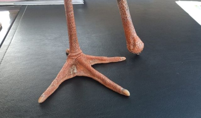 Yangından kaçan yaralı leylek koruma altına alındı