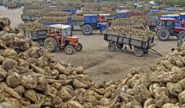 Ankara Şeker Fabrikası 14 bin ton pancar kuyruğu satacak