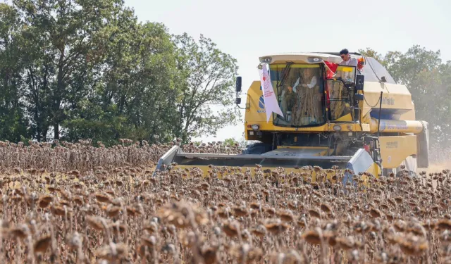 Bilecik'te ayçiçeği hasadı rekor kırdı