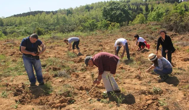 ÇEKÜL'den 'acele etmeyin' uyarısı! Yanan bölgelerde fidan dikimi için acele edilmemeli!
