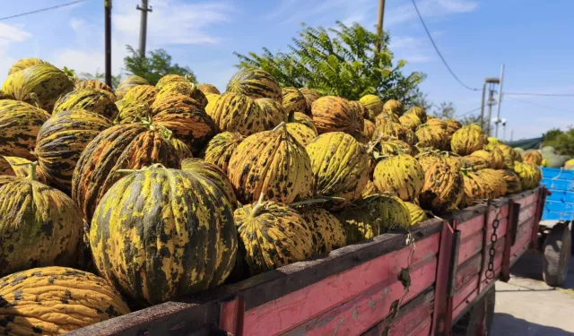 İpsala’nın kavun üreticileri kuraklıktan dertli