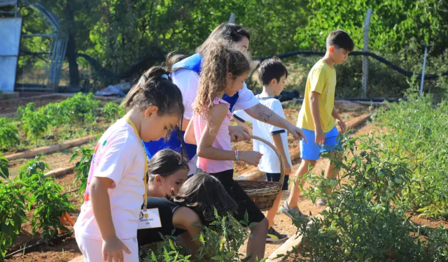 Muğla’da minik eller hasat sevinci yaşadı